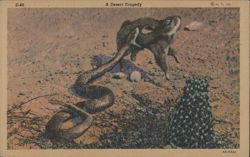 A Desert Tragedy Postcard
