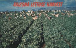 Arizona Lettuce Harvest Postcard