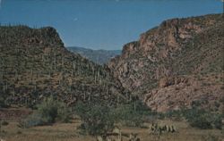 A Saguaro Forest Postcard