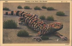 Denizen of the Desert, Gila Monster Postcard