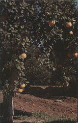 Grapefruit Tree Laden with Ripe Fruit Postcard