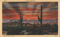 A Desert Silhouette Postcard