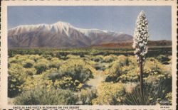 Encelia and Yucca Blooming on the Desert Postcard