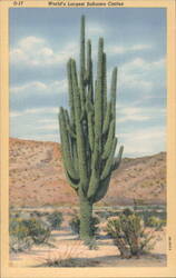 World's Largest Sahuaro Cactus Postcard