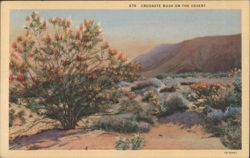 Creosote Bush on the Desert Postcard