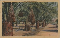 A Date Grove on the Desert Postcard