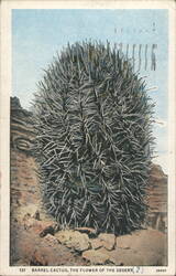 Barrel Cactus, The Flower of the Desert Postcard