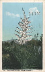 A Species of Yucca in Bloom (Soap Weed) Postcard