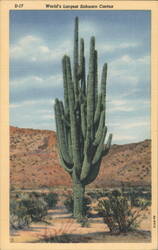 World's Largest Sahuaro Cactus Postcard
