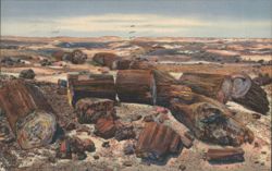 1934 Petrified Forest AZ Cross Section Logs Postcard Teich Postcard