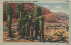 Joshua Cactus Trees in Red Rock Canyon, California Postcard