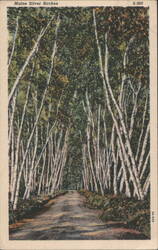 Maine Silver Birches Postcard