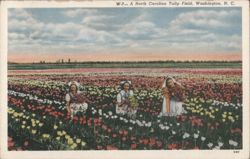 A North Carolina Tulip Field, Washington, N. C. Postcard