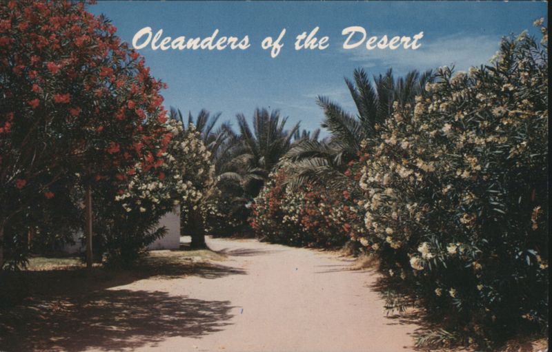 Oleanders of the Desert Pathway Phoenix Arizona Bob Van Luchene