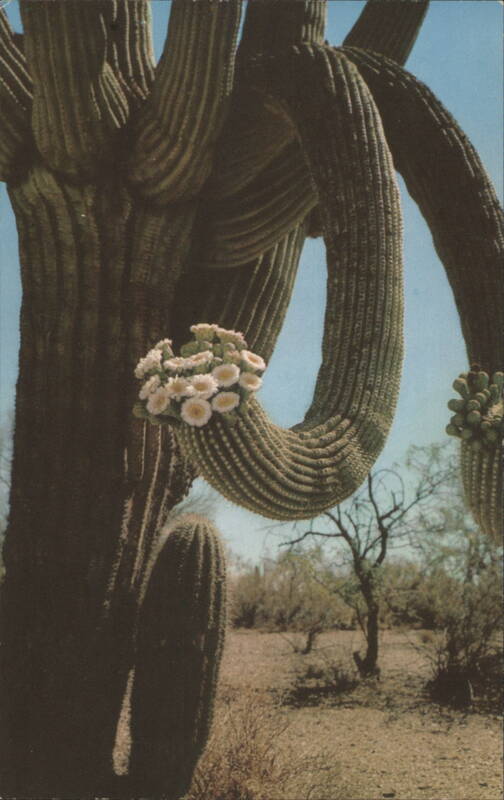 Saguaro Cactus in Bloom, Arizona State Flower Phoenix