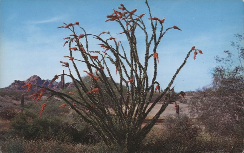 Ocotillo in Bloom, Arizona Desert Phoenix Charles Conley