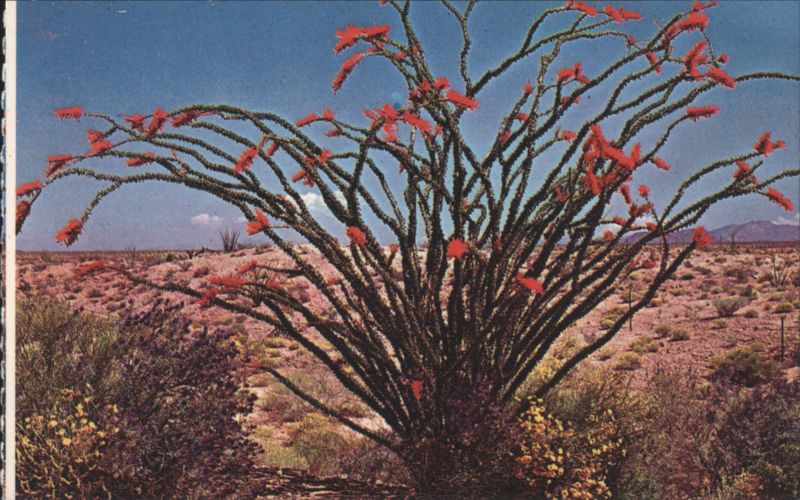 Ocotillo Blooms in Spring Desert Landscape Phoenix Arizona