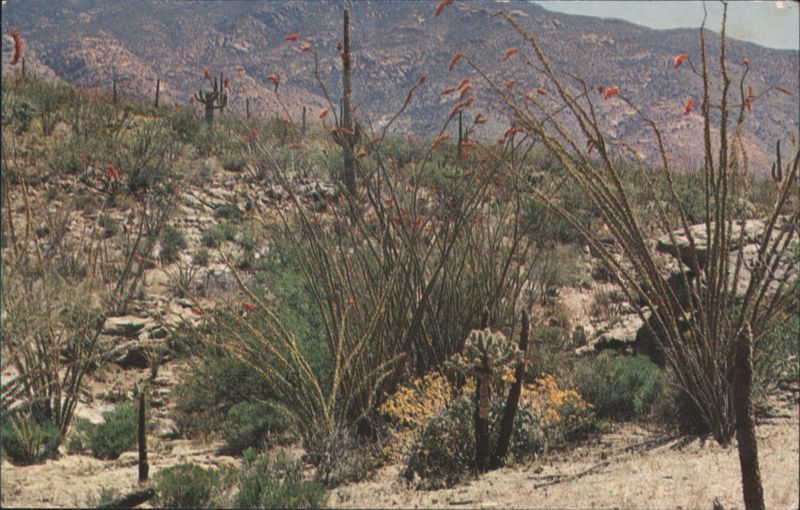 Ocotillo Cactus in Bloom, Southwest Desert Scene Phoenix Arizona