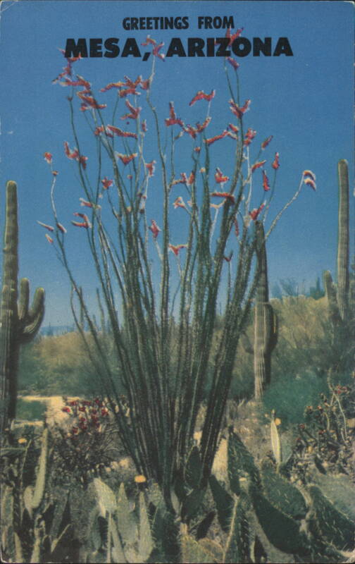 Greetings from Mesa, Arizona - Ocotilla Plant Duncan Edwards of Western Ways