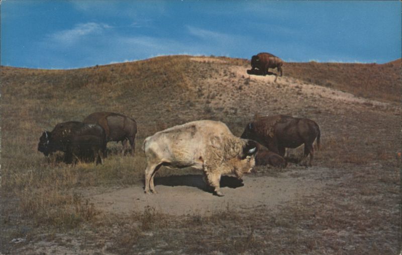 Albino Buffalo in Western Montana Preserve K. H. Roahen