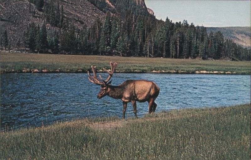 Montana Bull Elk by River
