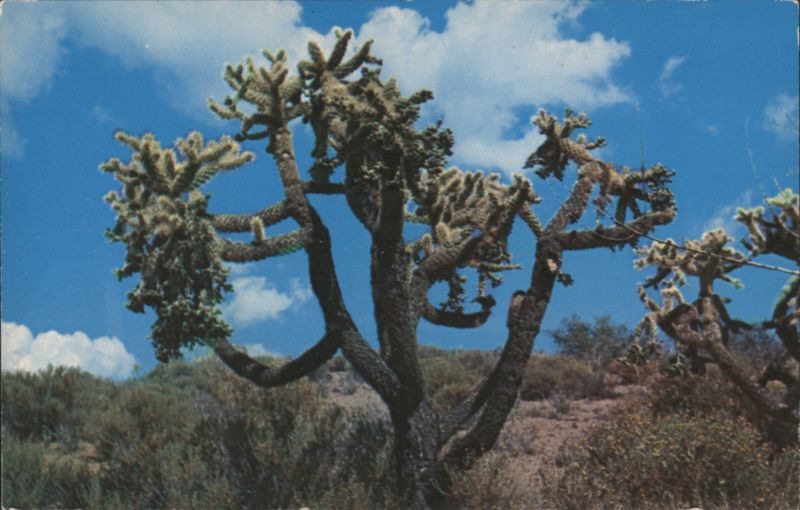 Staghorn Cactus in Desert Landscape Cactus & Desert Plants