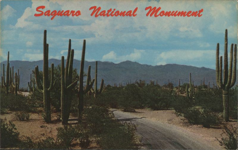 Saguaro National Monument, Roadway Through Cacti Tucson Arizona