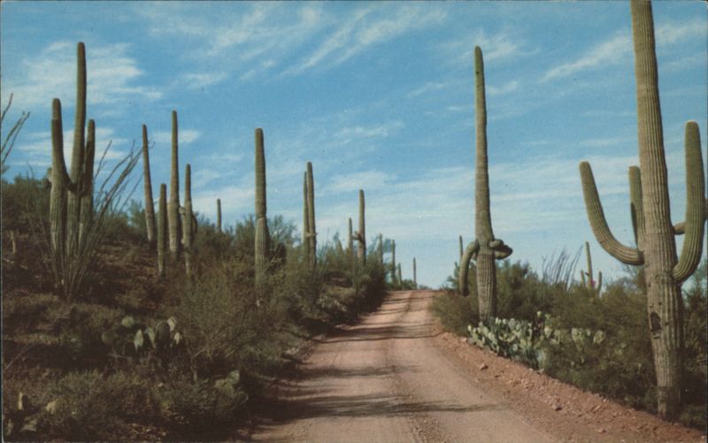 Sahuaro Trees in the Southwest Phoenix Arizona DUNLAP