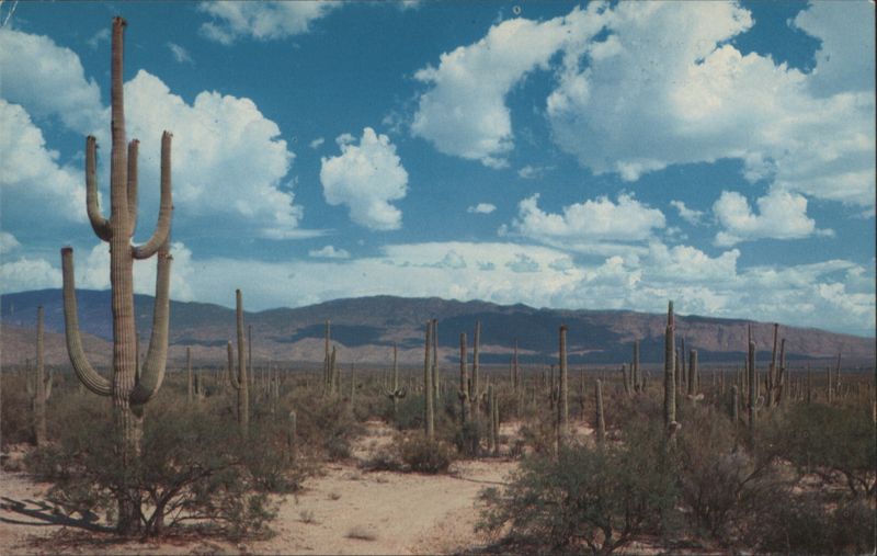 Roadway Through the Saguaros, Southern Arizona Ray Manley