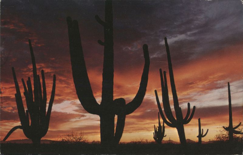 Giant Saguaros Silhouetted Against Arizona Sunset Ray Manley