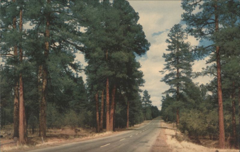 Arizona Highway through Ponderosa Pine Forest Bob Fronske