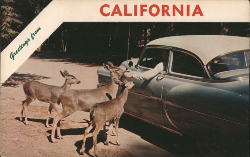 Man Feeding Deer from Car, California