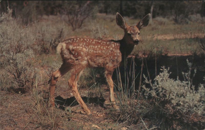 California Mule Deer Fawn HUBERT LOWMAN