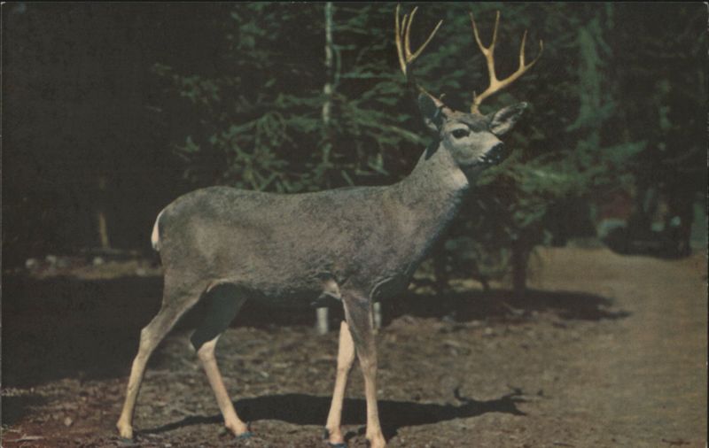 Buck Deer, Sequoia & Kings Canyon National Parks, CA California