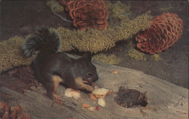 Douglas Squirrel, Sequoia & Kings Canyon National Parks