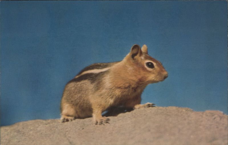 Golden Mantle Ground Squirrel MIRL H. SIMMONS