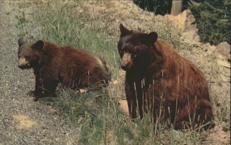 American Black Bears, Sequoia & Kings Canyon National Parks