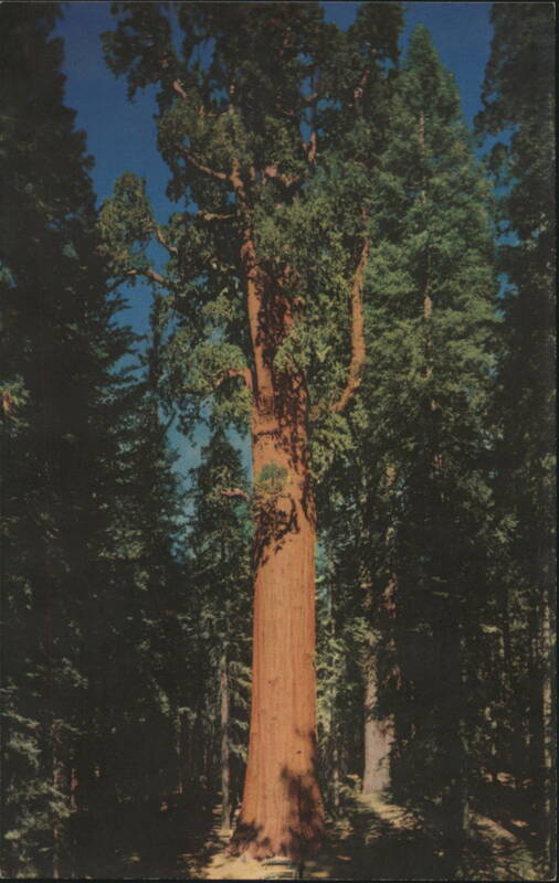General Sherman Tree, Sequoia National Park, CA California