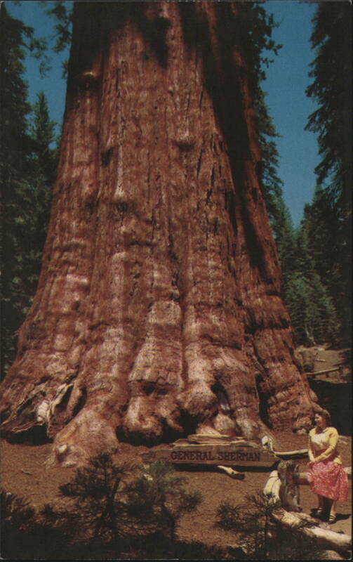 General Sherman Tree, Sequoia National Park California