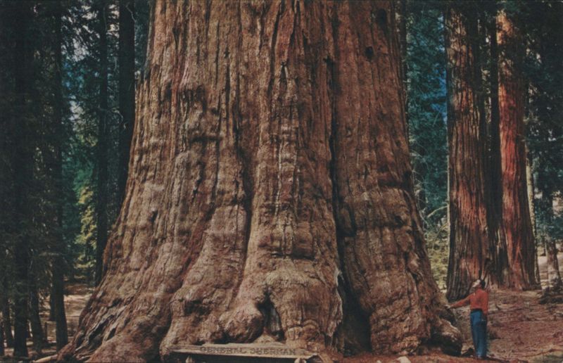 General Sherman Tree, Sequoia National Park, CA California