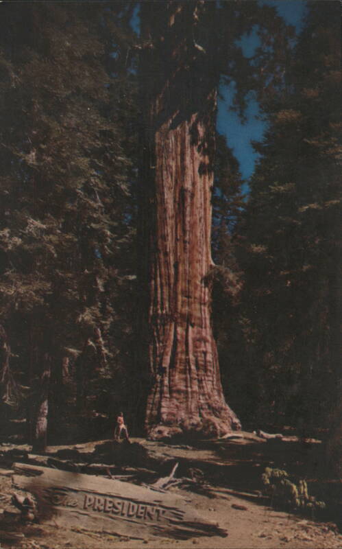 The President Tree, Sequoia National Park, CA California