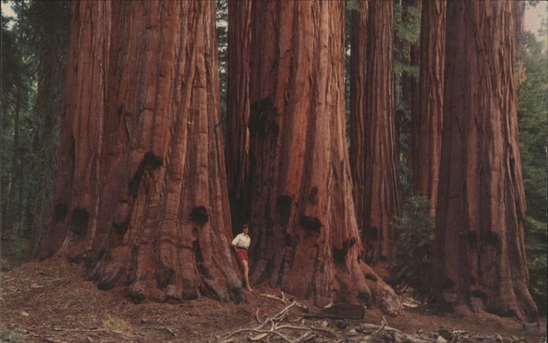 House Group Sequoias, Congress Grove, Sequoia National Park California