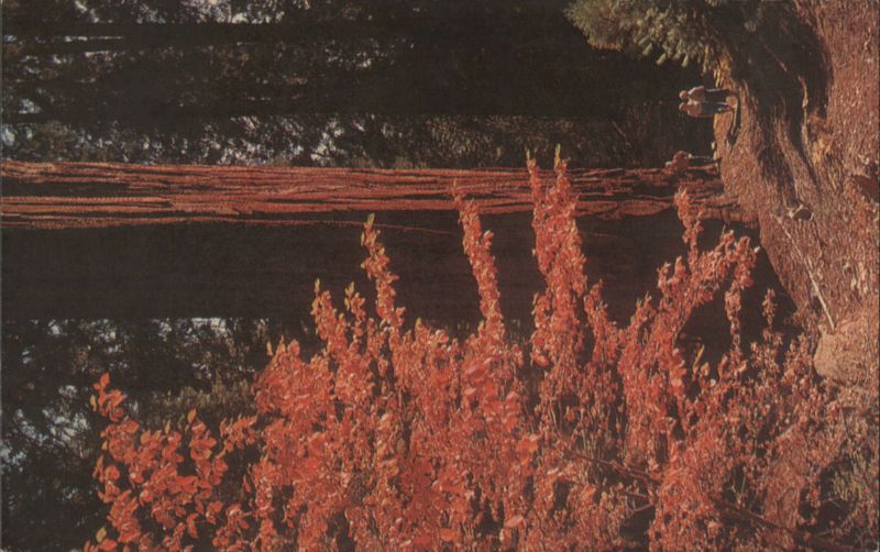 Dogwood & Sequoias, Sequoia Kings Canyon NP California