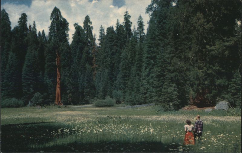 Crescent Meadow, Sequoia National Park, California