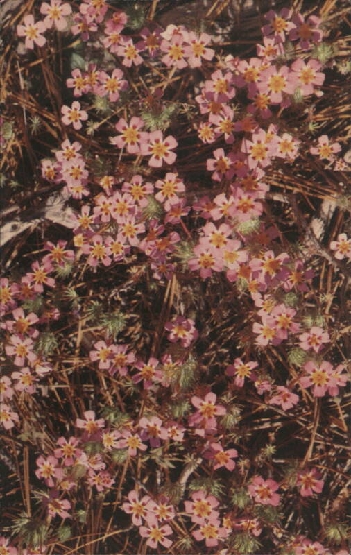 Yellow Throated Gilia, Linanthus montanus Flowers California