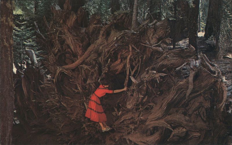 Woman at Fallen California Redwood 'Bear Den' Roots