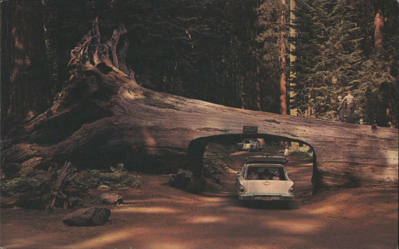 Drive-Thru Tree, California Redwood Forests John H. Atkinson, Jr.