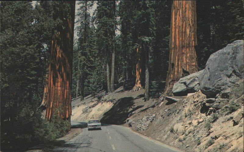 Highway Through Redwood Trees John H. Atkinson, Jr.