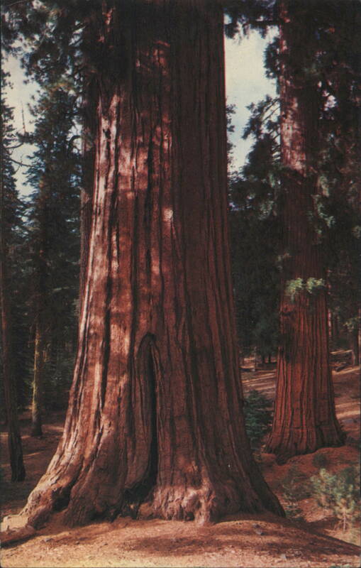 Giant California Redwoods, Sequoia Trees