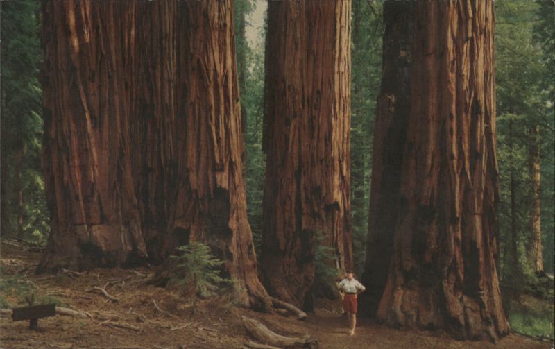 Senate Group of Sequoias, Sequoia National Park, CA California